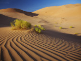 Oman  Empty Quarter; the Martian-Like Landscape of the Empty Quarter Dunes
