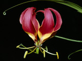 Kenya  Gloriosa Superba  a Spectacular Flower Earning the Popular Name of the Flame Lily