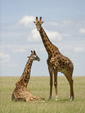 Kenya  Masai Mara; Masai Giraffe