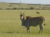Kenya  Masai Mara; a Male Eland  Africa's Largest Antelope  Out on the Plains