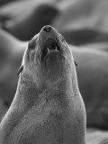Namibia  a Barking Cape Fur Seal; One of a Colony of Thousands