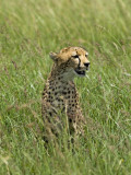 Kenya  Masai Mara; a Cheetah Watches over Her Plains