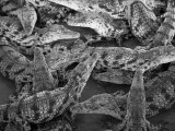 Namibia; Young Crocodiles at a Crocodile Farm
