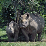 A Black Rhino and Calf in the Aberdare Natrional Park