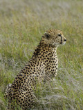 Kenya  Laikipia  Lewa Downs; Male Cheetah