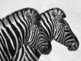 Namibia  Etosha; Plains Zebra Standing Quietly on a Pan in Etosha National Park