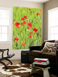 Poppies in Valle De Orcia  Tuscany  Italy