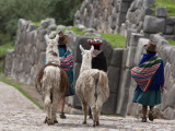 Peru  Native Indian Women Lead their Llamas Past the Ruins of Saqsaywaman