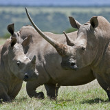 A Family of White Rhinos  the Female with a Massive Horn; Mweiga  Solio  Kenya
