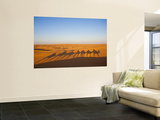Tunisia  Ksour Area  Ksar Ghilane  Grand Erg Oriental Desert  Camel Caravan