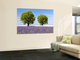 Two Trees in a Lavender Field  Provence  France
