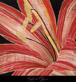Red Amaryllis