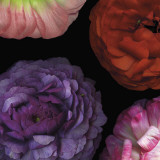 Ranunculus I Left