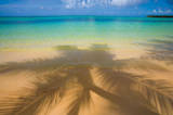 Palm Shadow Paradise