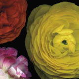 Ranunculus I Right