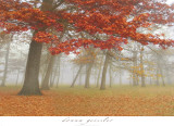 Autumn Mist I