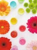 Flowers and Colors