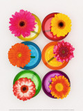 Six Flowers