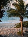 Sunset Palms II