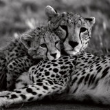Cheetah With Cub