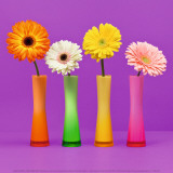 Four Flowers and Pink Background