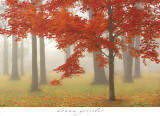 Autumn Mist II