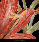 Red Amaryllis with Stem