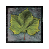 Sycamore