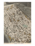 Silkworms