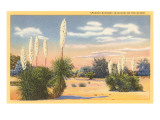 Yuccas  Spanish Bayonet in Desert