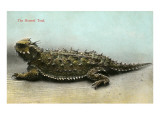 Horny Toad
