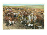 Cowboys Branding Calves in Corral
