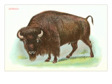 Buffalo