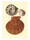 Sea Shells