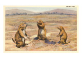 Three Prairie Dogs