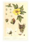 Botany of the Cotton Plant