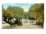 Salt Cedar Trees  Corpus Christi  Texas