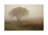 Tree in Field