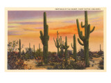 Saguaro Cacti
