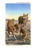 Coyote Family