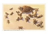 Horny Toad Family