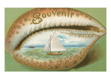 Souvenir Cowrie Shell with Sailboat