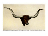 Texas Longhorn Steer Trophy Head