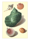 Seashells
