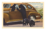Bears at Car  Great Smoky Mountains