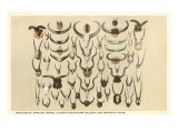 Collection of Unmounted African Game Horns