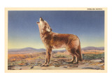 Howling Coyote