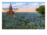 Field of Blue Bonnets  Texas State Flower