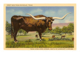 Longhorn Steer  Rockdale  Texas