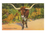 Texas Longhorn Steer